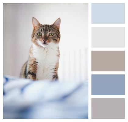 Cat Home Animal Pet Image