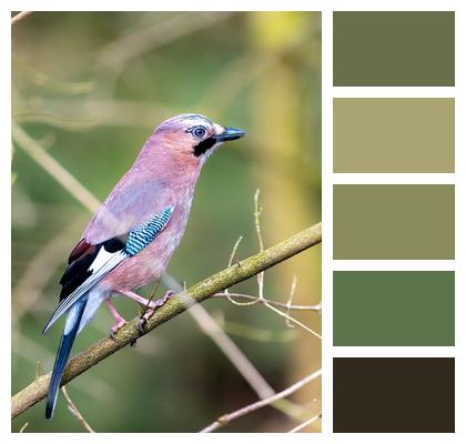 Natural Habitat Wildlife Outdoors Feathered Animal Image