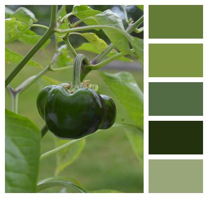 Greenhouse Garden Pepper Image