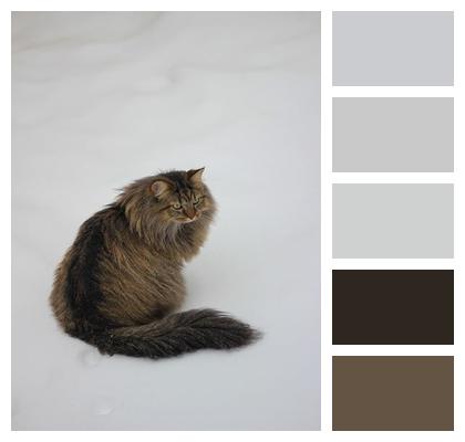 Outdoors Nature Feline Winter Image