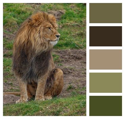 Nature Wildlife Predator Lion Image