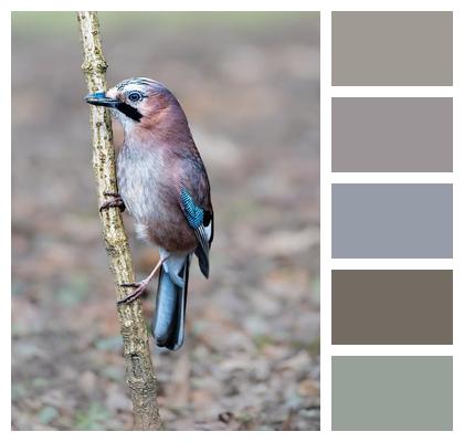Plumage Outdoors Wild Ornithology Image
