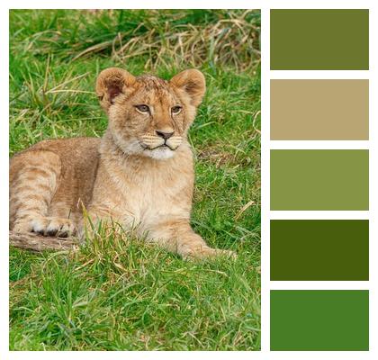 Animal Lion Nature Predator Image