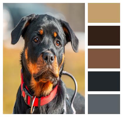 Dog Pet Animal Nature Image