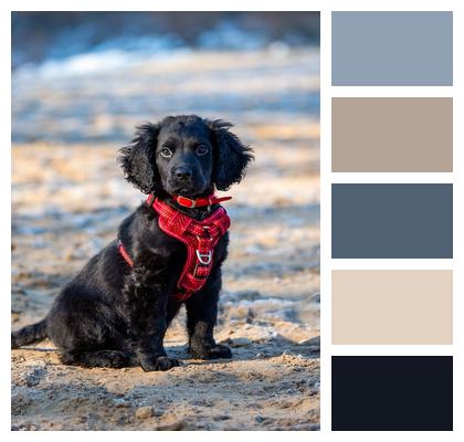 Purebred Pet Puppy Dog Image
