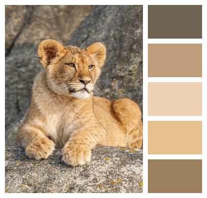 Nature Animal Lion Predator Image