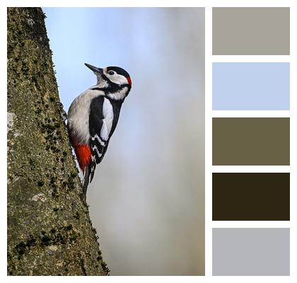 Ornithology Nature Great Spotted Woodpecker Bird Image