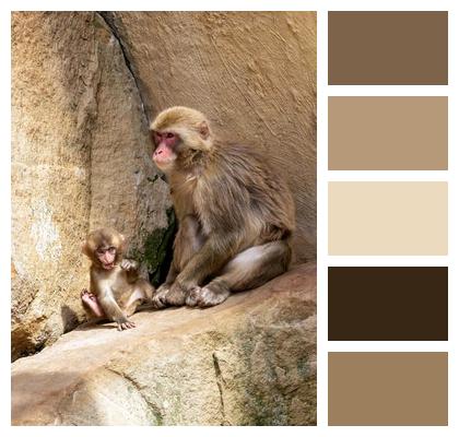 Macaques Japanese Macaques Mother And Baby Baby Monkey Image