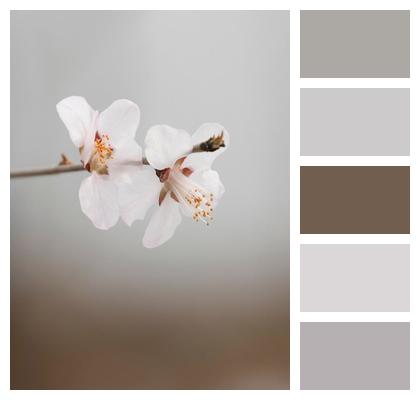 Spring Branch Nature Peach Flowers Image