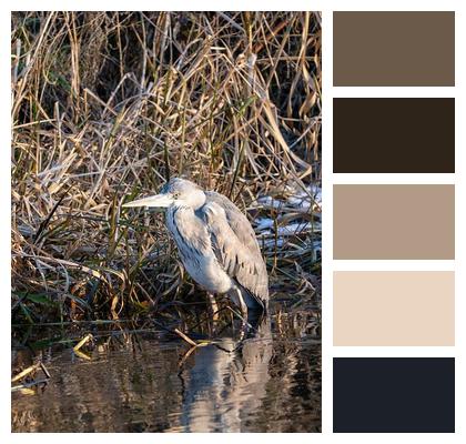 Wild Wing Beak Wildlife Image