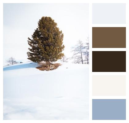 Tree Nature Pine Tree Landscape Image