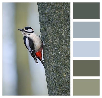 Beak Nature Wildlife Ornithology Image