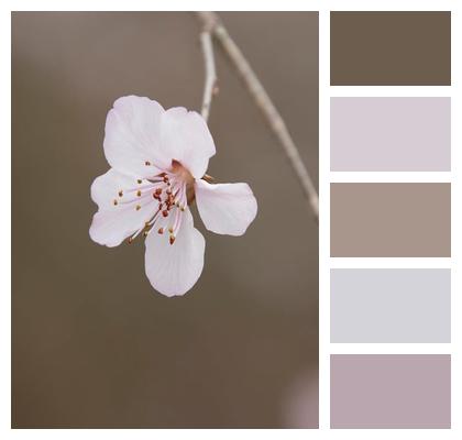 Nature Branch Flora Flower Image
