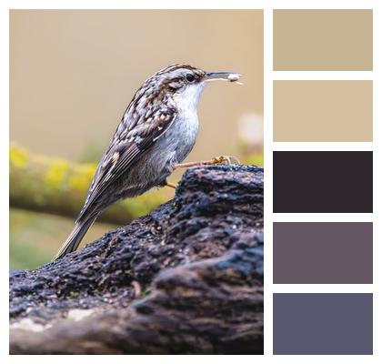 Birdwatching Wildlife Feathers Nature Image