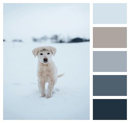 Nature Mammal Snow Pet Image