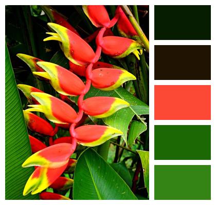 Botany Nature Plant False Bird Of Paradise Image