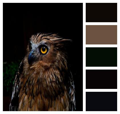 Fauna Owl Birds Of Prey Nature Image