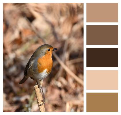 Winter Robin Bird Songbird Image