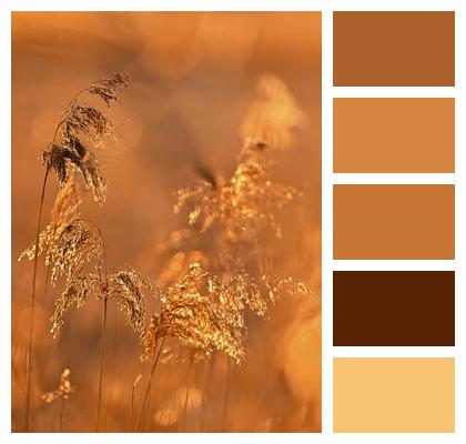 Plant Lake Reeds Nature Image