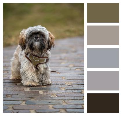 Playful Dog Canine Race Image