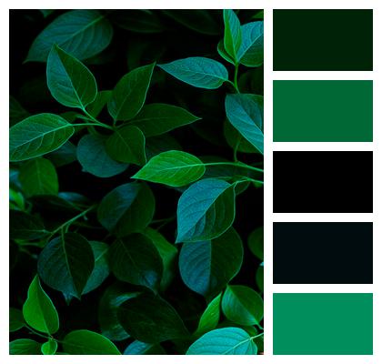 Garden Foliage Nature Flora Image