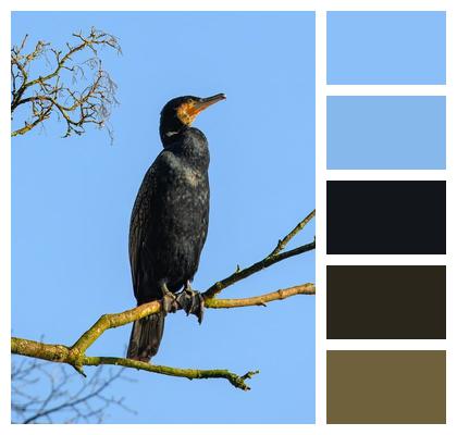 Tree Cormorant Nature Bird Watching Image