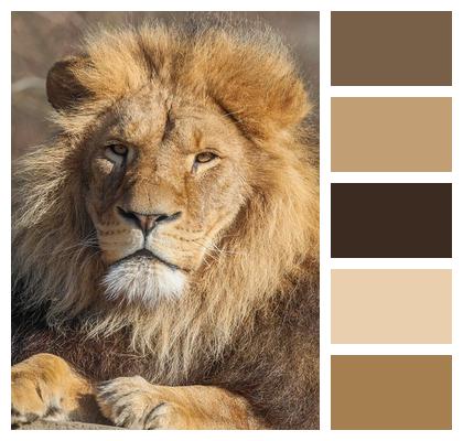Hunter Lion Animal Predator Image