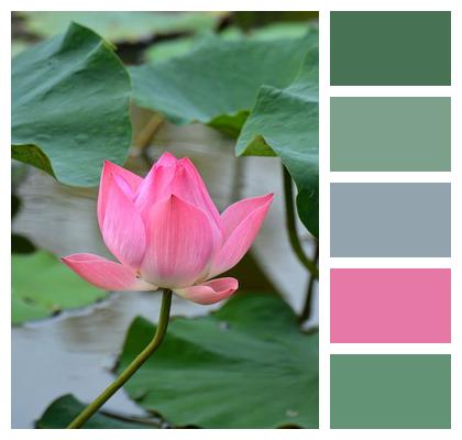 Pink Aquatic Plant Lotus Flower Wallpaper Image