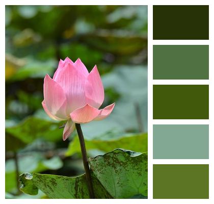 Pond Flower Water Lily Beautiful Flowers Image