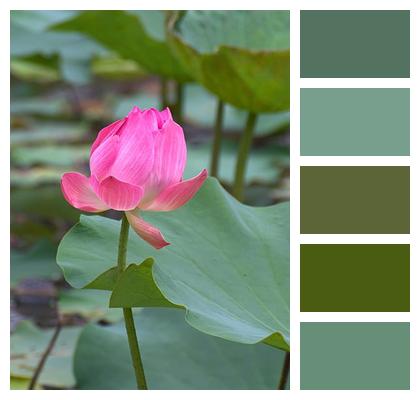 Aquatic Plant Nature Flower Beautiful Flowers Image