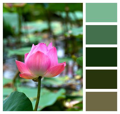 Pond Nature Pink Lotus Image