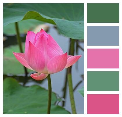 Pink Flower Pond Flower Wallpaper Image