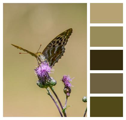 Wildlife Field Entomology Close Up Image