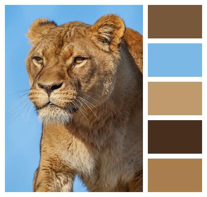 Wildlife Nature Hunter Big Cat Image