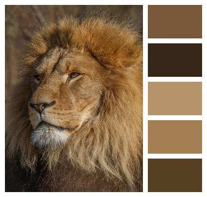 Predator Animal Hunter Big Cat Image