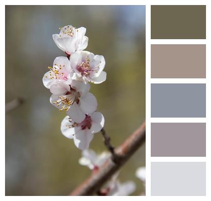 Petals Bloom Spring Blossom Image