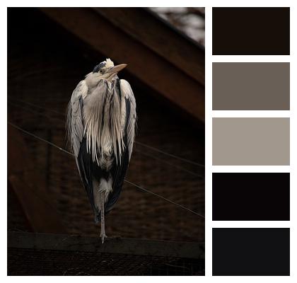 Wildlife Wings Heron Animal Image