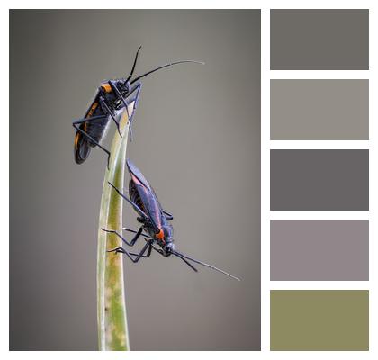 Bug Antennae Pest Nature Image