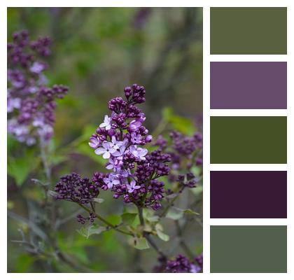 Purple Bud Lavendar Nature Image