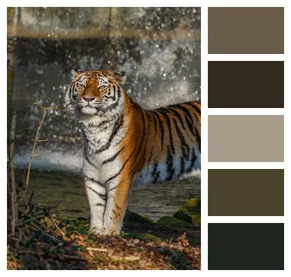 Predator Animal Nature Feline Image