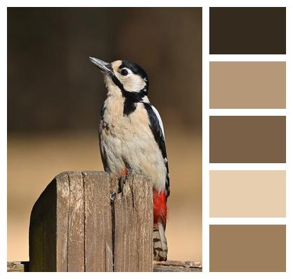 Great Spotted Woodpecker Animal Foraging Ornithology Image
