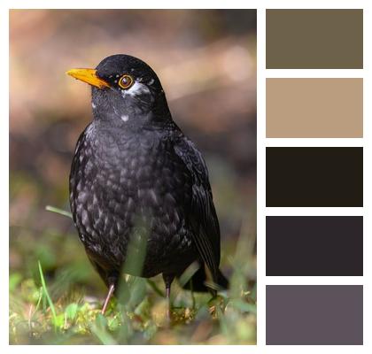 Bird Species Ornithology Wildlife Image