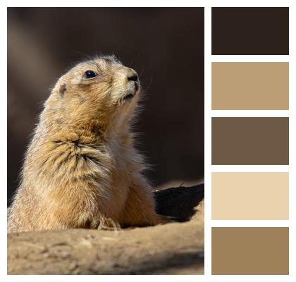 Nature Prairie Dog Hole Animal Image
