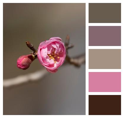 Plant Pink Flower Flower Spring Image