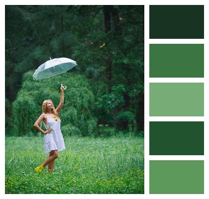 Forest Summer Umbrella Glade Image