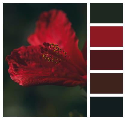 Garden Red Floral Background Flower Image