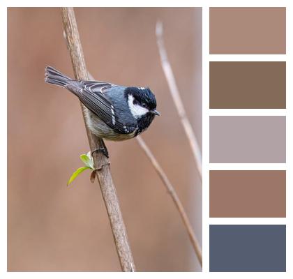 Songbird Feathers Bird Tit Image