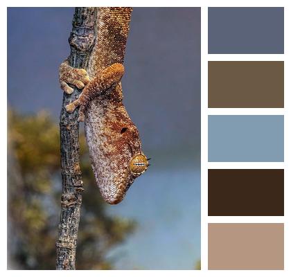 Reptile Lizard Gecko Animal Image