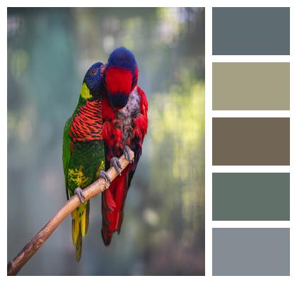 Plumage Feathers Ornithology Bird Image