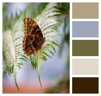 Insect Butterfly Lepidoptera Wings Image